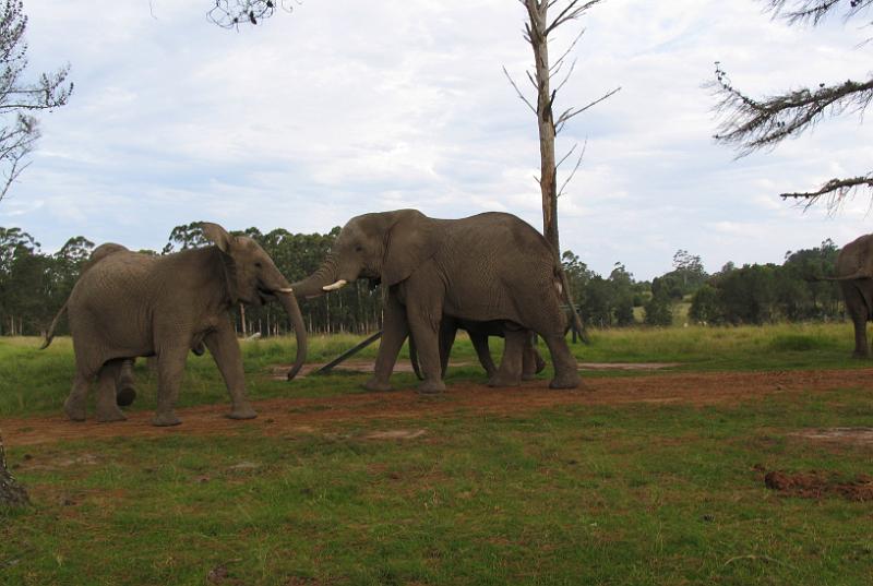 Elephant Sanctuary (16).jpg